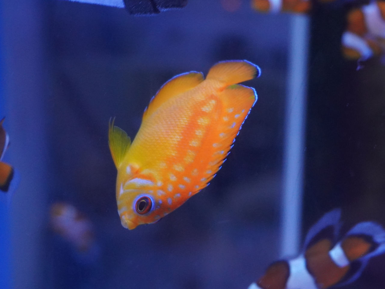 ヤッコ｜ウェブ通販｜アクアリウム工房 ブルーハーバー