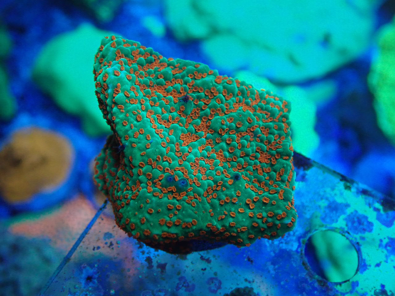 SPS｜ウェブ通販｜アクアリウム工房 ブルーハーバー