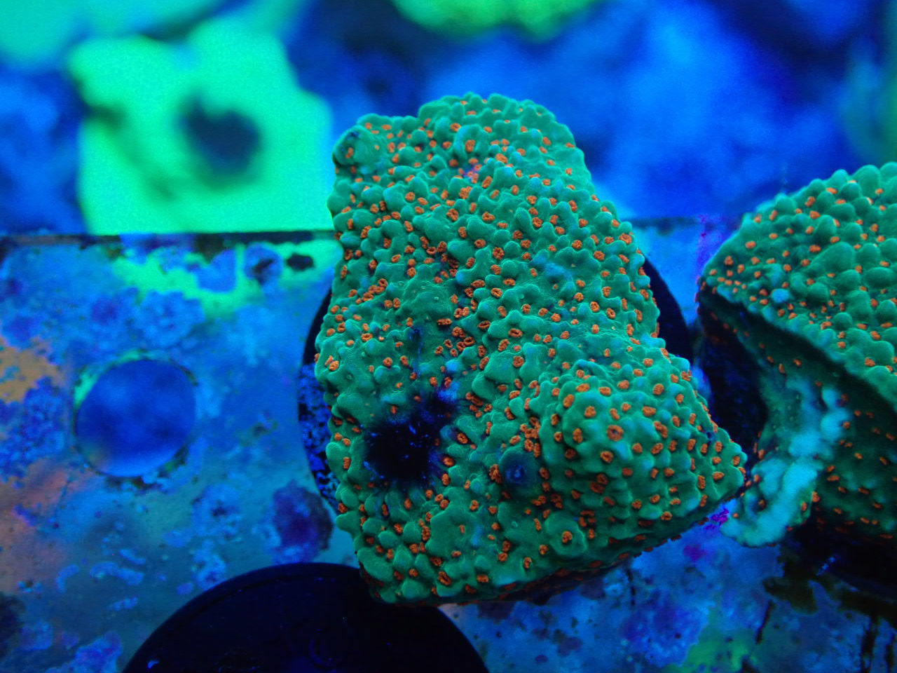 SPS｜ウェブ通販｜アクアリウム工房 ブルーハーバー