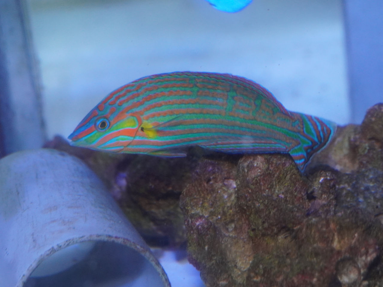 海水魚｜ウェブ通販｜アクアリウム工房 ブルーハーバー