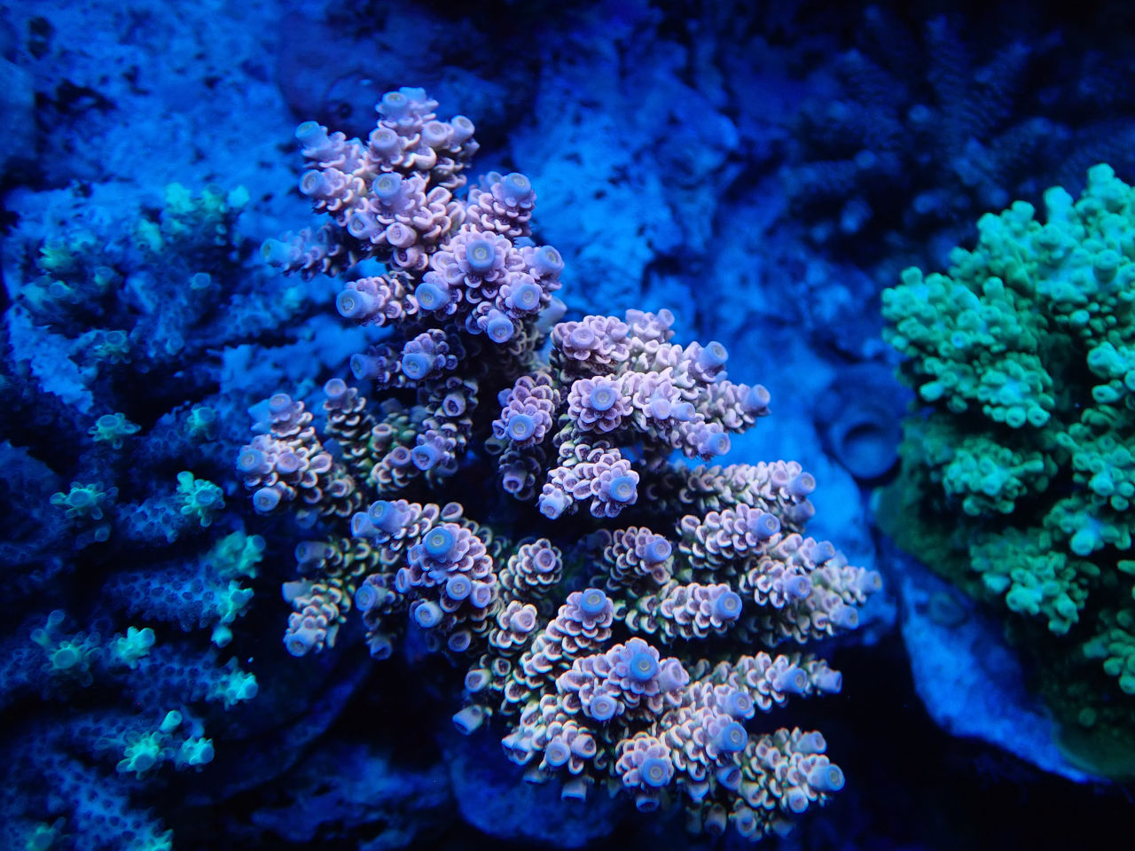 SPS｜ウェブ通販｜アクアリウム工房 ブルーハーバー