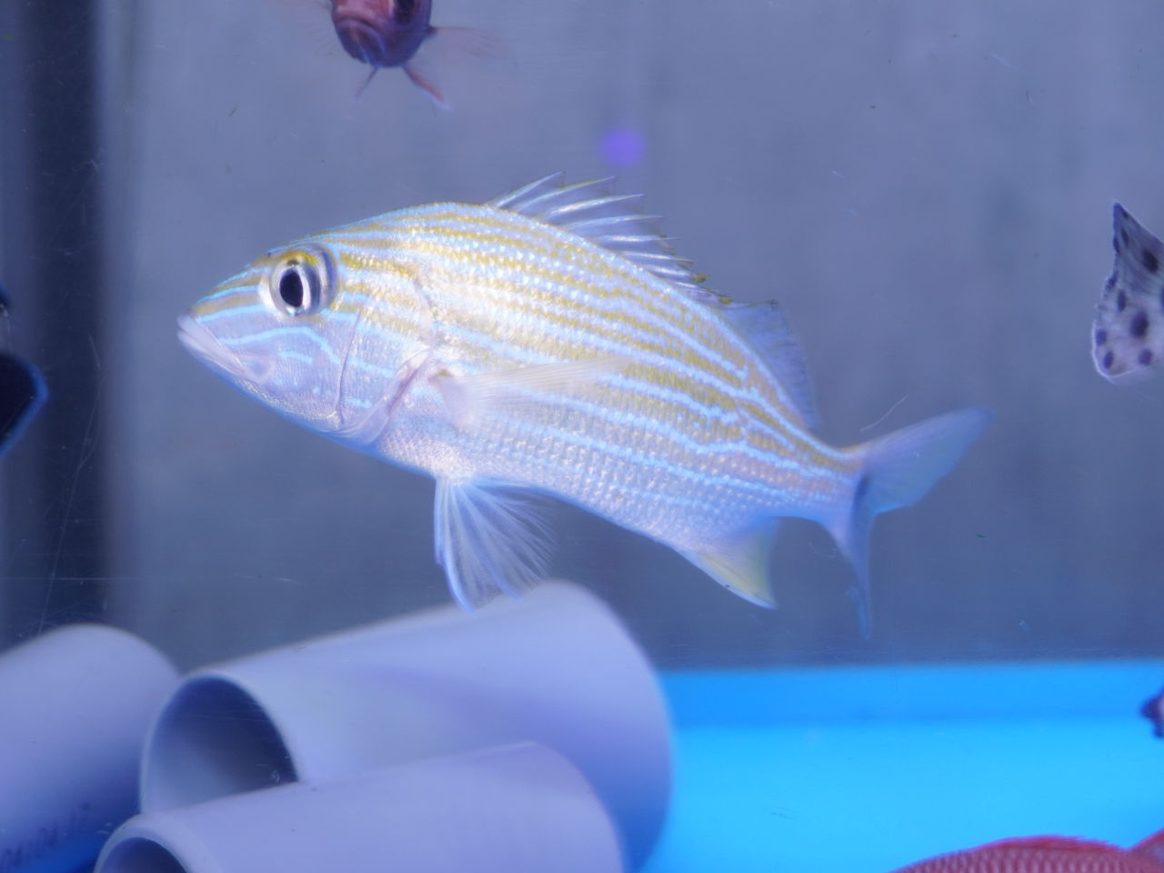 その他｜ウェブ通販｜アクアリウム工房 ブルーハーバー