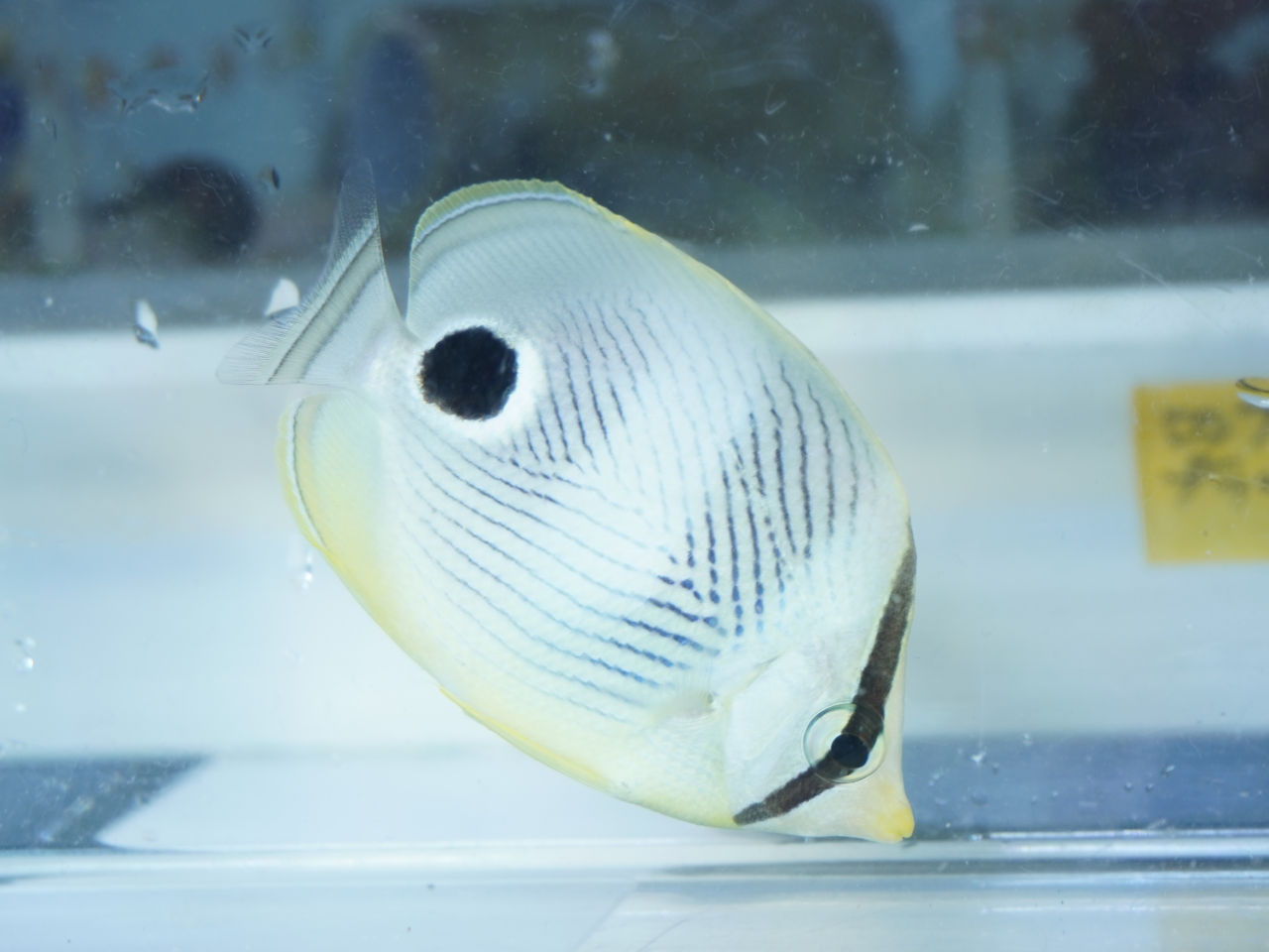海水魚｜ウェブ通販｜アクアリウム工房 ブルーハーバー