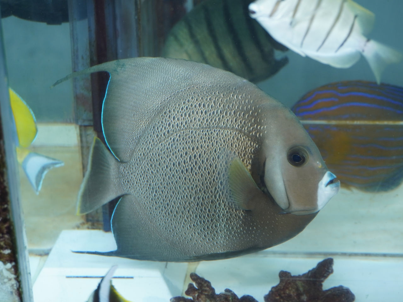 海水魚｜ウェブ通販｜アクアリウム工房 ブルーハーバー