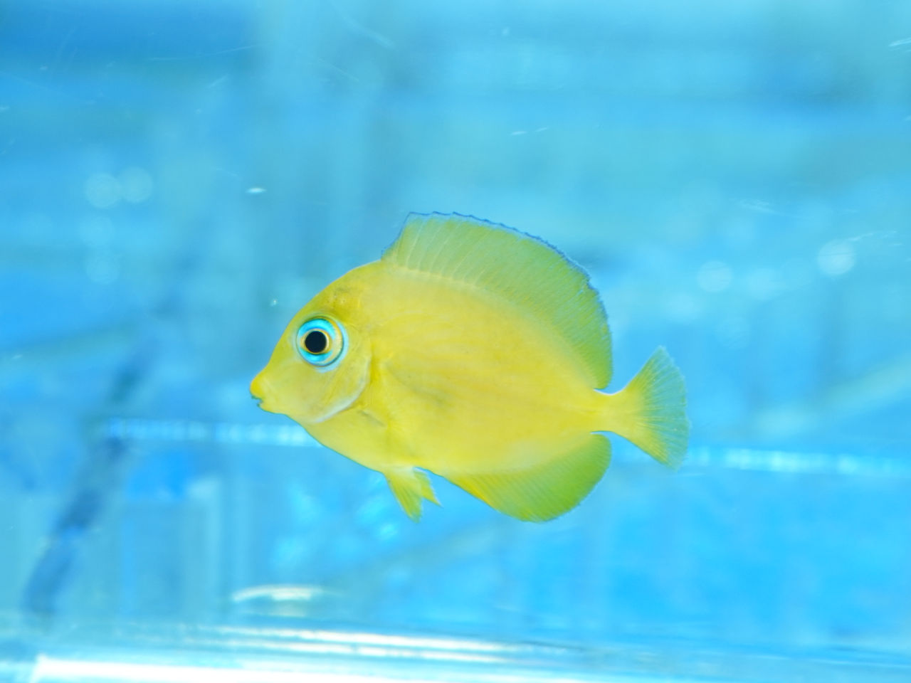 海水魚　　生体７点 海水魚｜ウェブ通販｜アクアリウム工房 ブルーハーバー