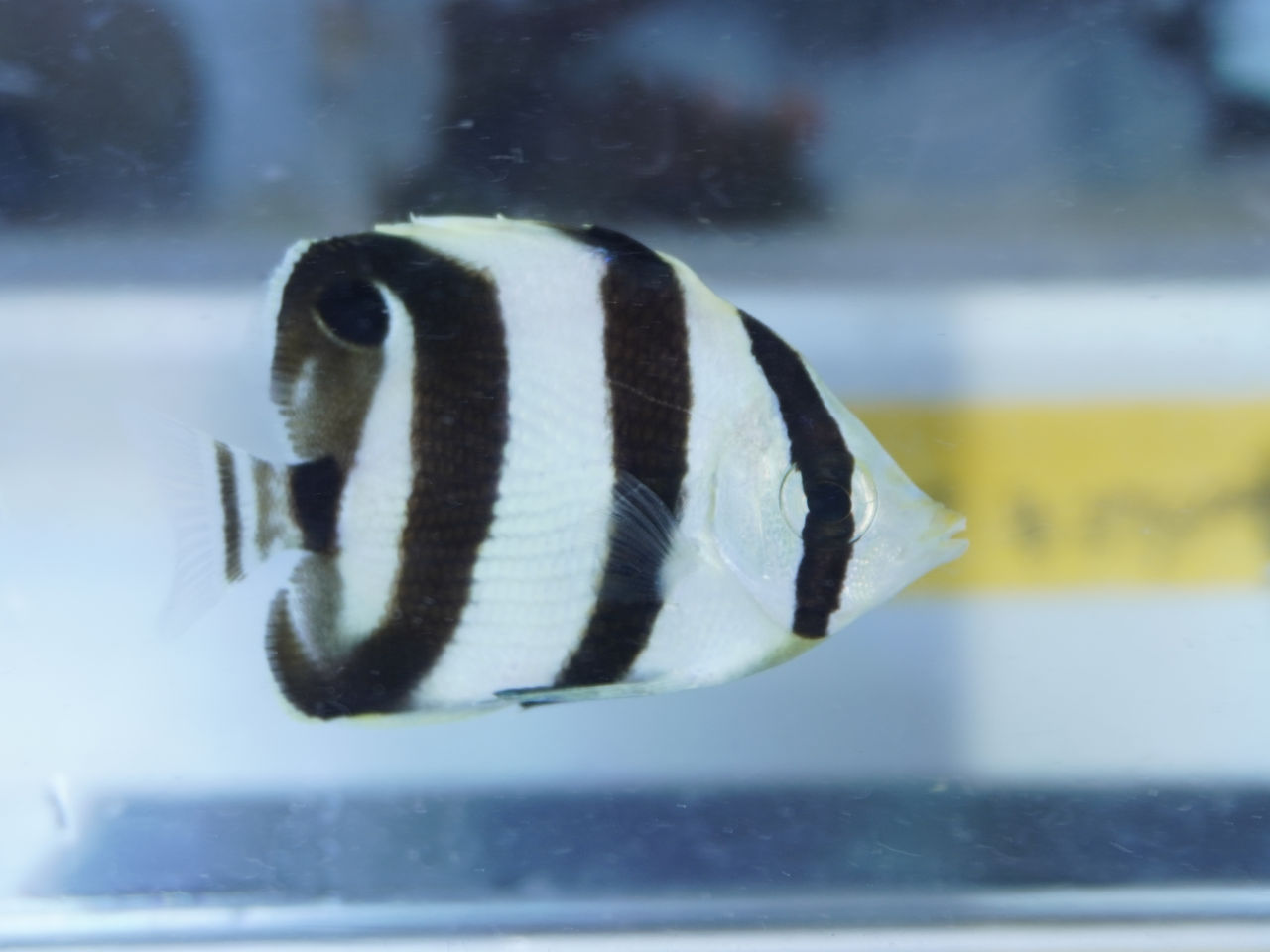 海水魚｜ウェブ通販｜アクアリウム工房 ブルーハーバー