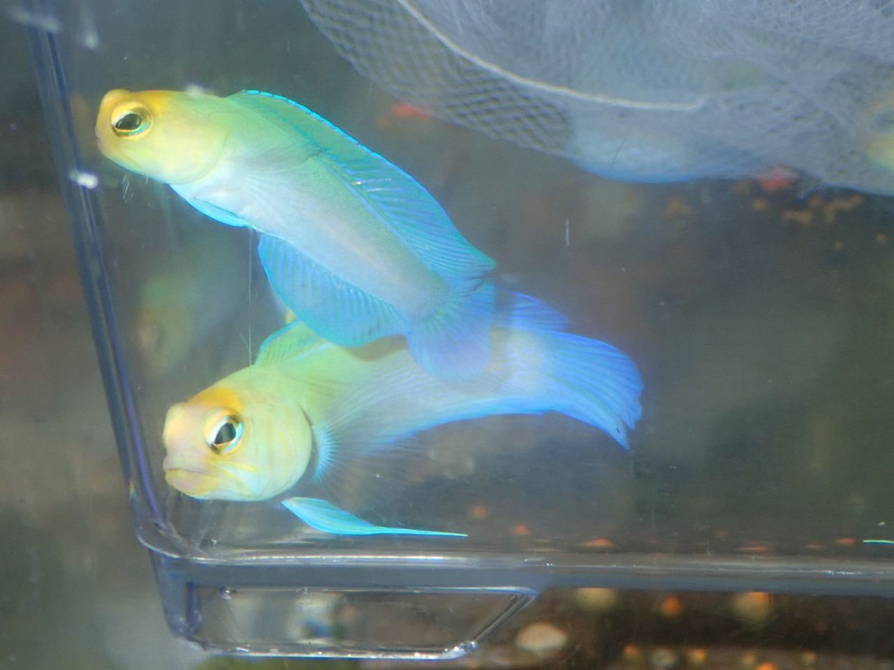 海水魚｜ウェブ通販｜アクアリウム工房 ブルーハーバー