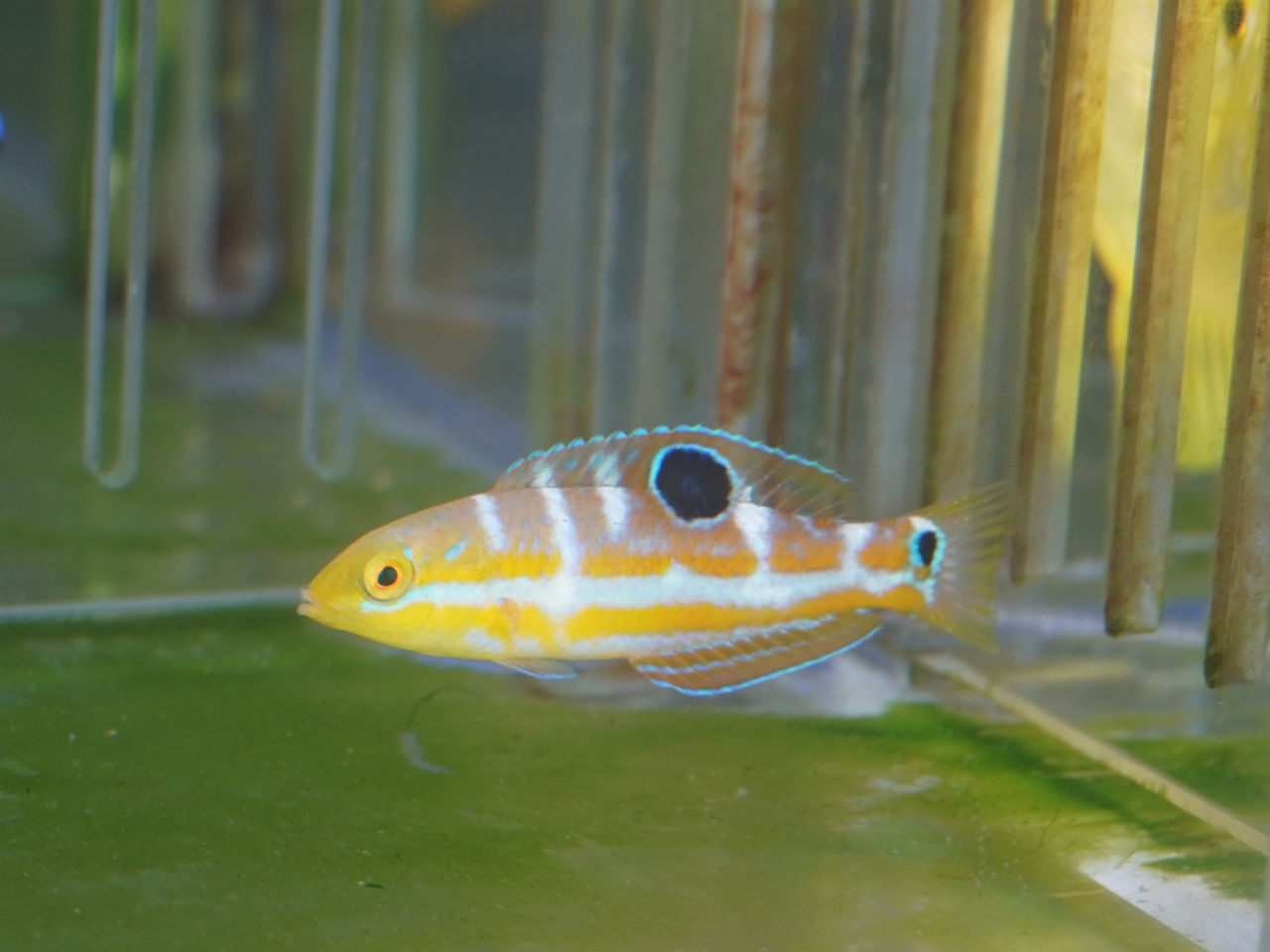 海水魚　　生体７点 海水魚｜ウェブ通販｜アクアリウム工房 ブルーハーバー
