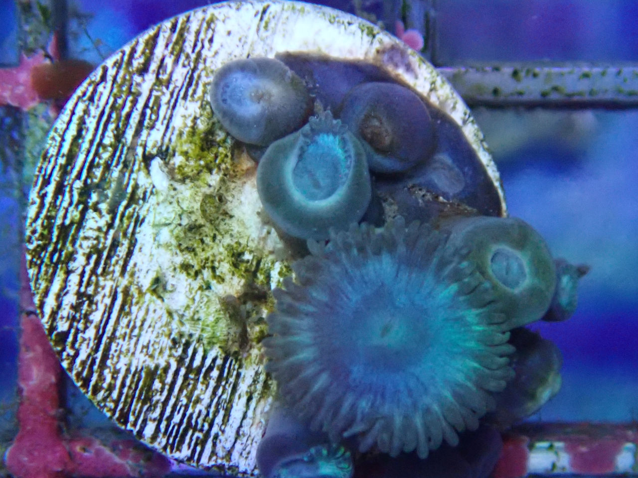 ウェブ通販｜アクアリウム工房 ブルーハーバー