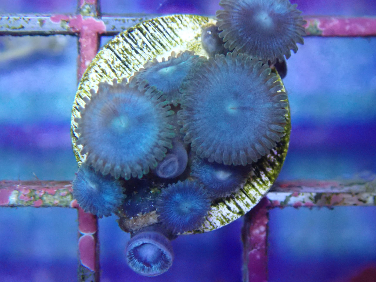 ウェブ通販｜アクアリウム工房 ブルーハーバー