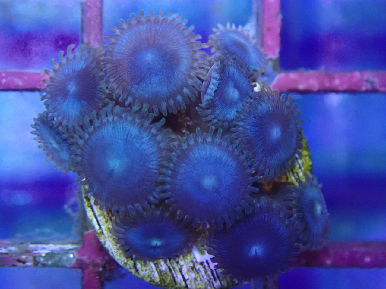 ウェブ通販｜アクアリウム工房 ブルーハーバー