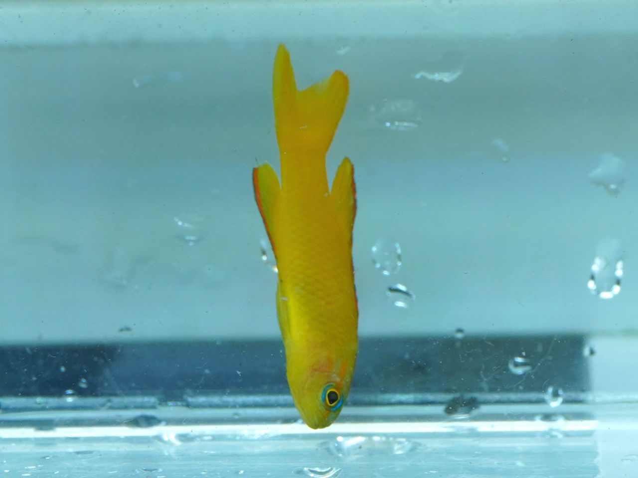 海水魚｜ウェブ通販｜アクアリウム工房 ブルーハーバー