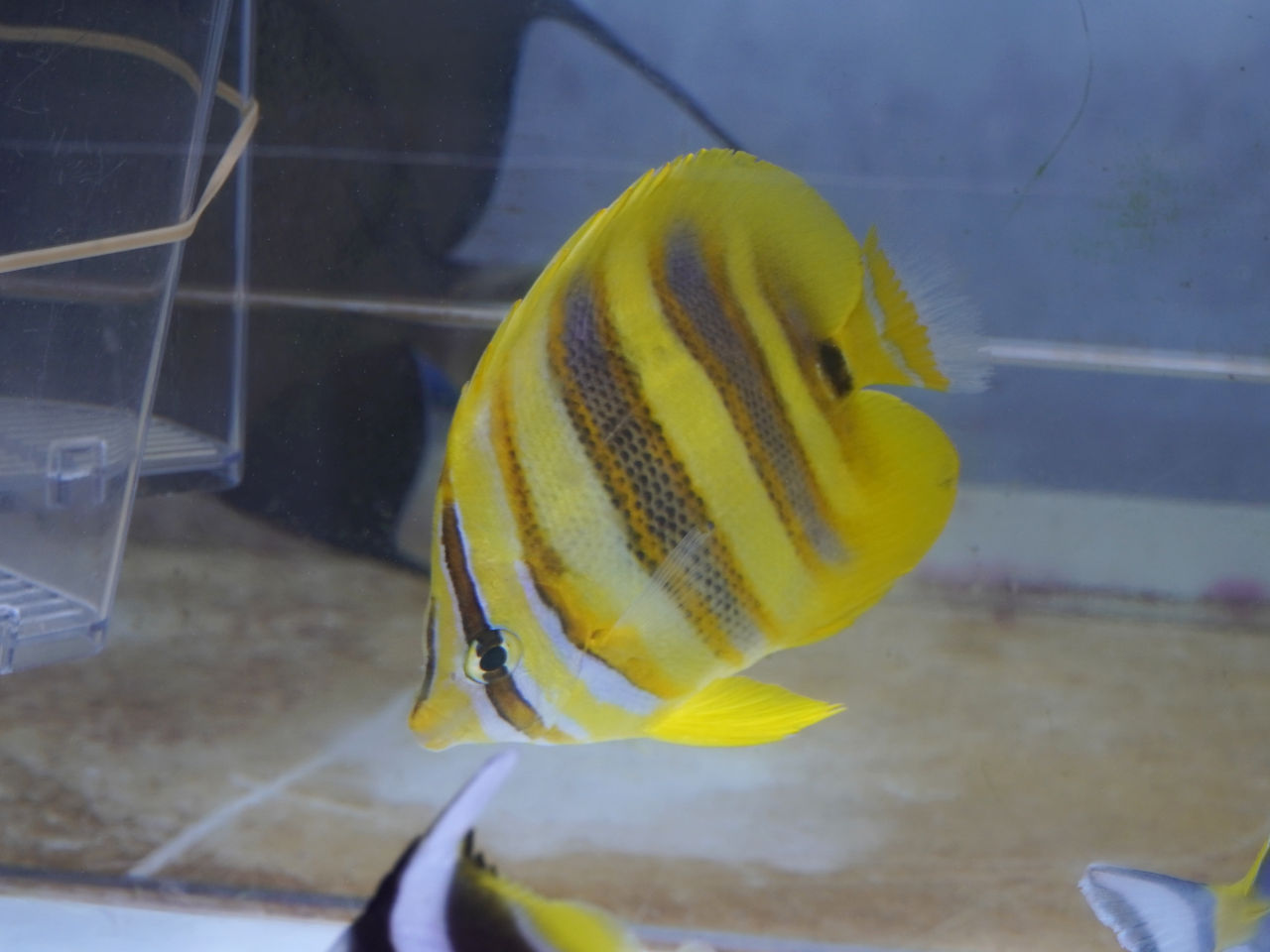 海水魚｜ウェブ通販｜アクアリウム工房 ブルーハーバー