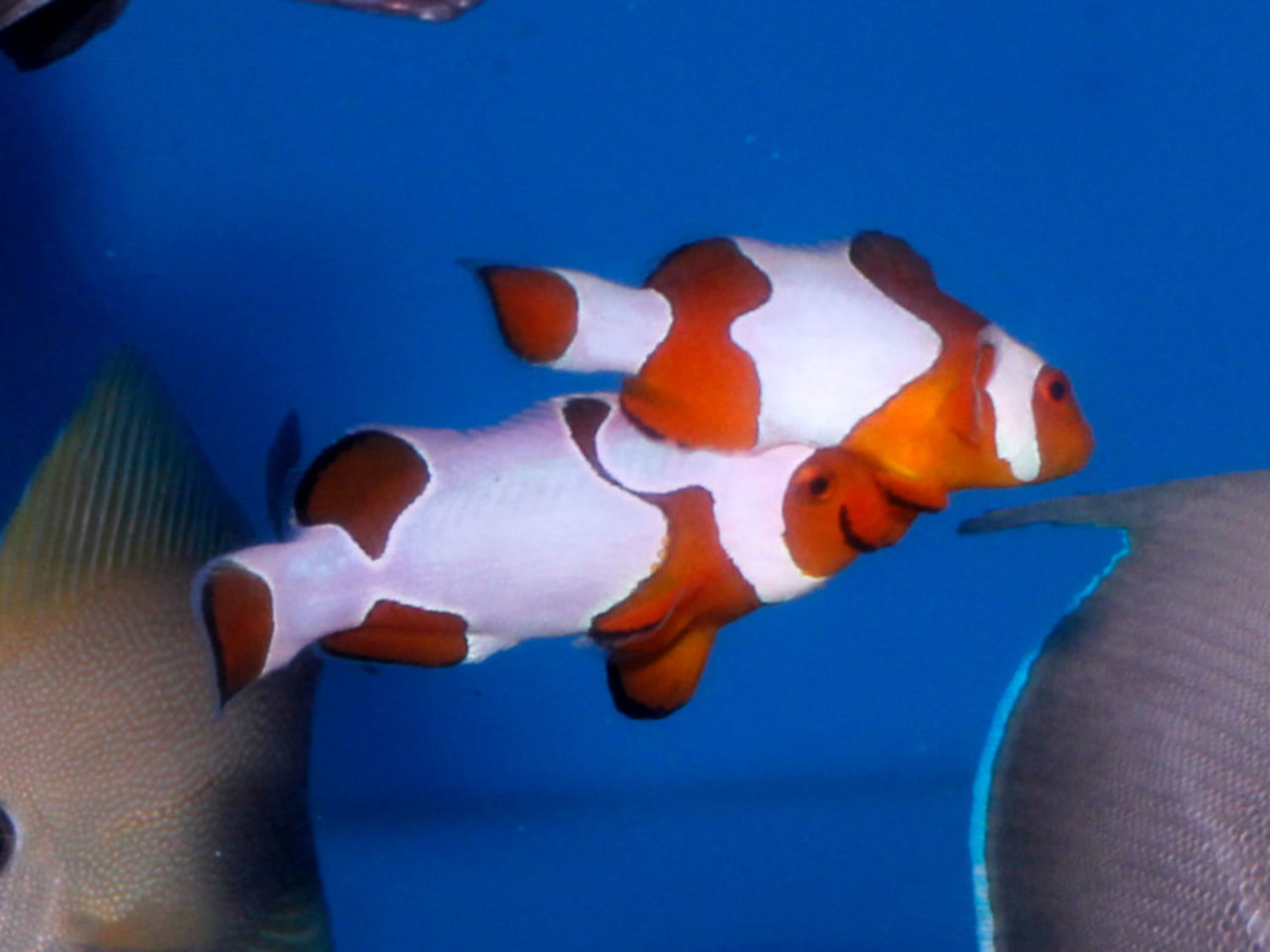 クマノミ スズメ類 ウェブ通販 アクアリウム工房 ブルーハーバー