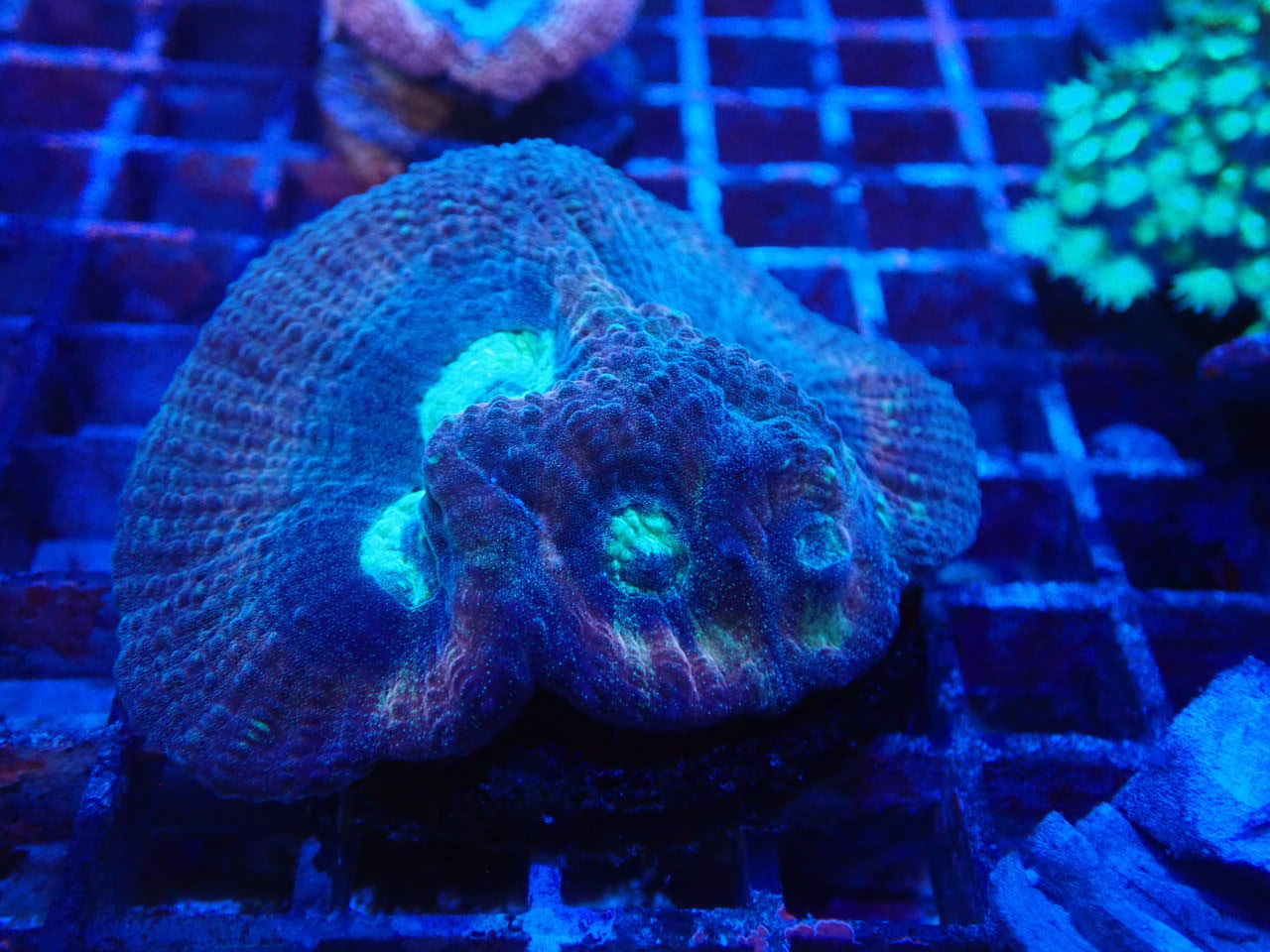 谷町フラグ｜ウェブ通販｜アクアリウム工房 ブルーハーバー