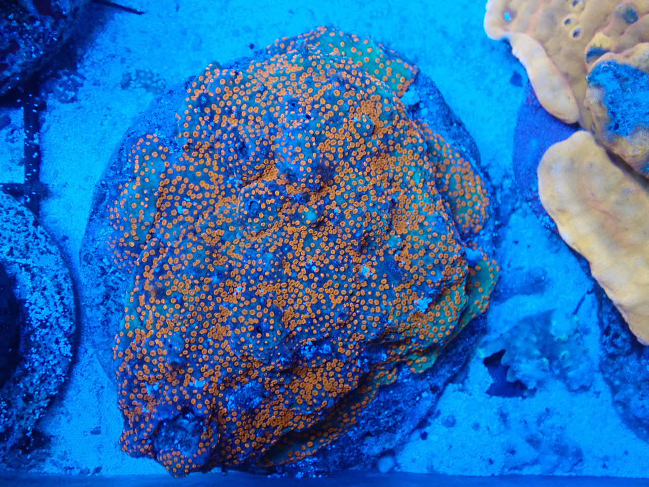 SPS｜ウェブ通販｜アクアリウム工房 ブルーハーバー