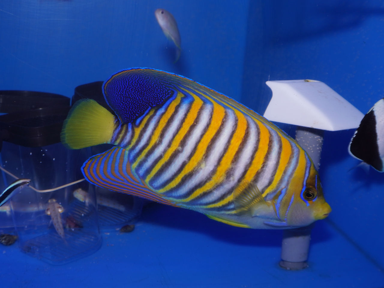 海水魚｜ウェブ通販｜アクアリウム工房 ブルーハーバー