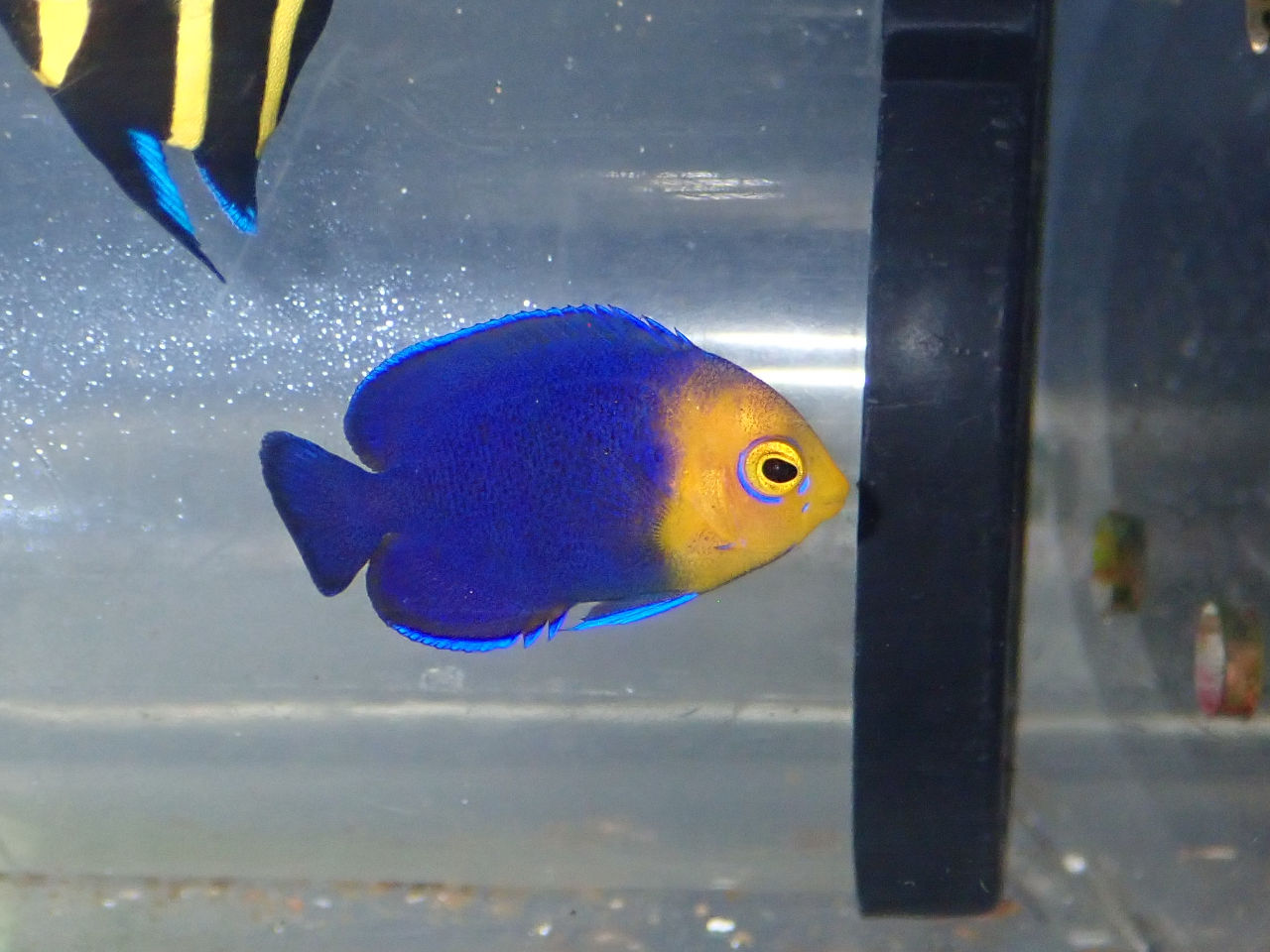 ヤッコ様　 ① ヤッコ（中型・小型）通販 - 海水魚・珊瑚通販 SEA STORY（シー