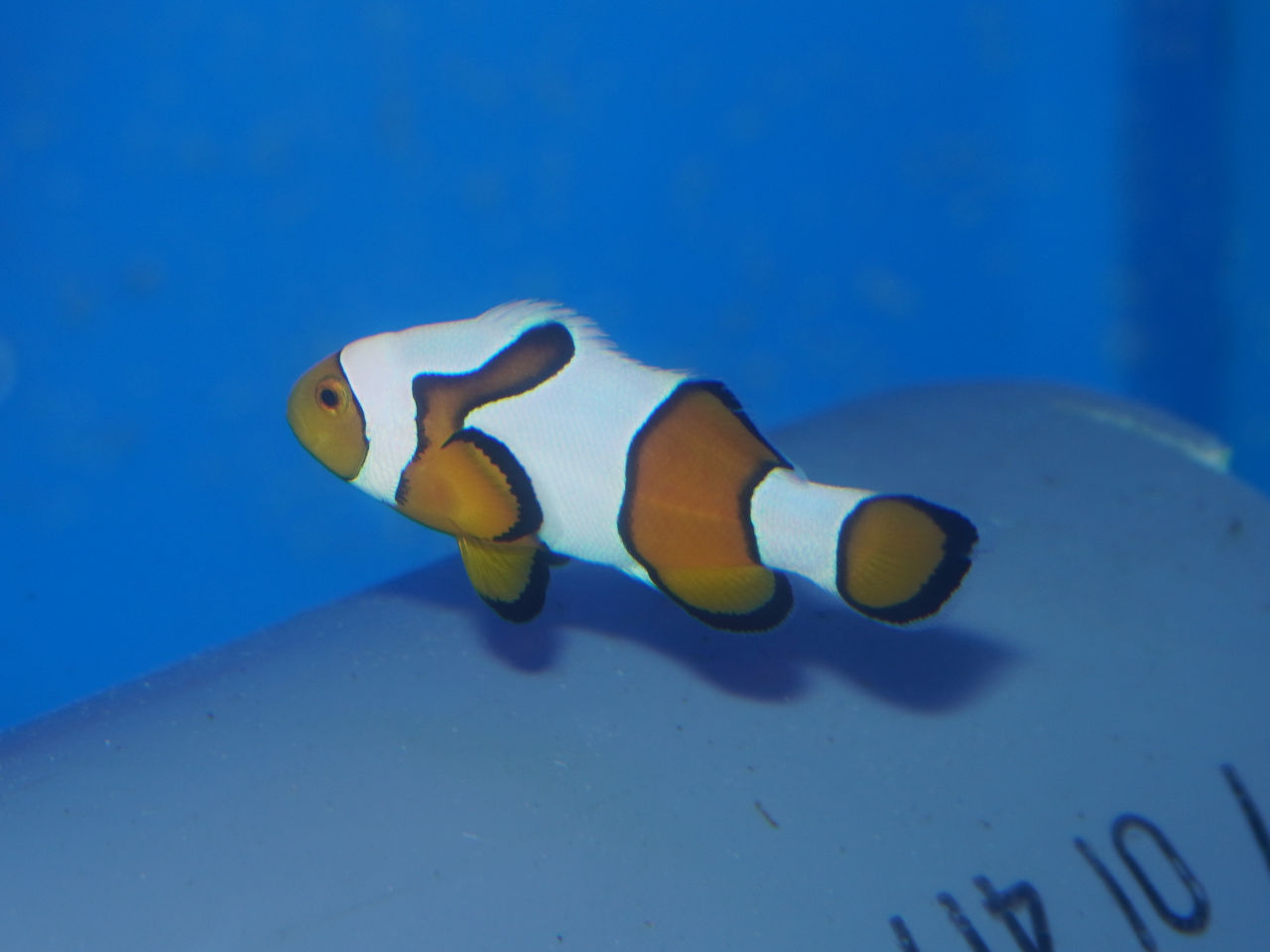 海水魚｜ウェブ通販｜アクアリウム工房 ブルーハーバー