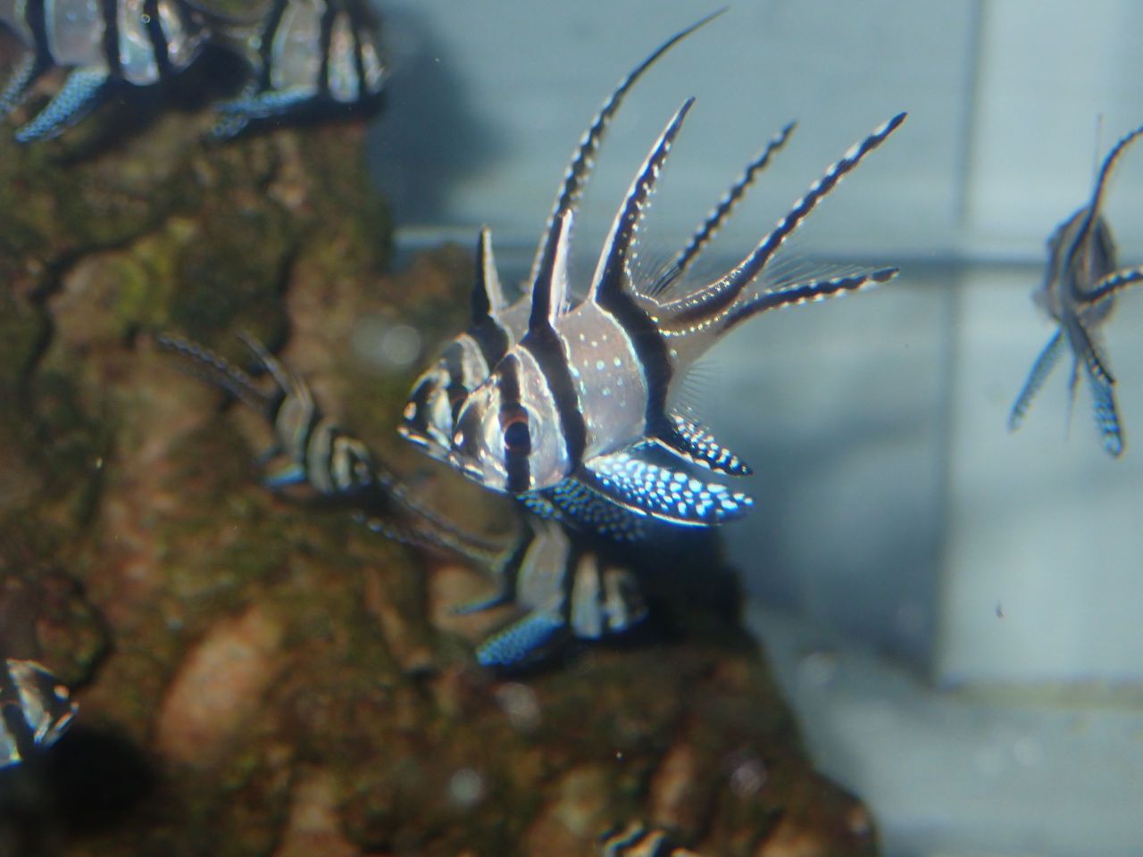 海水魚｜ウェブ通販｜アクアリウム工房 ブルーハーバー