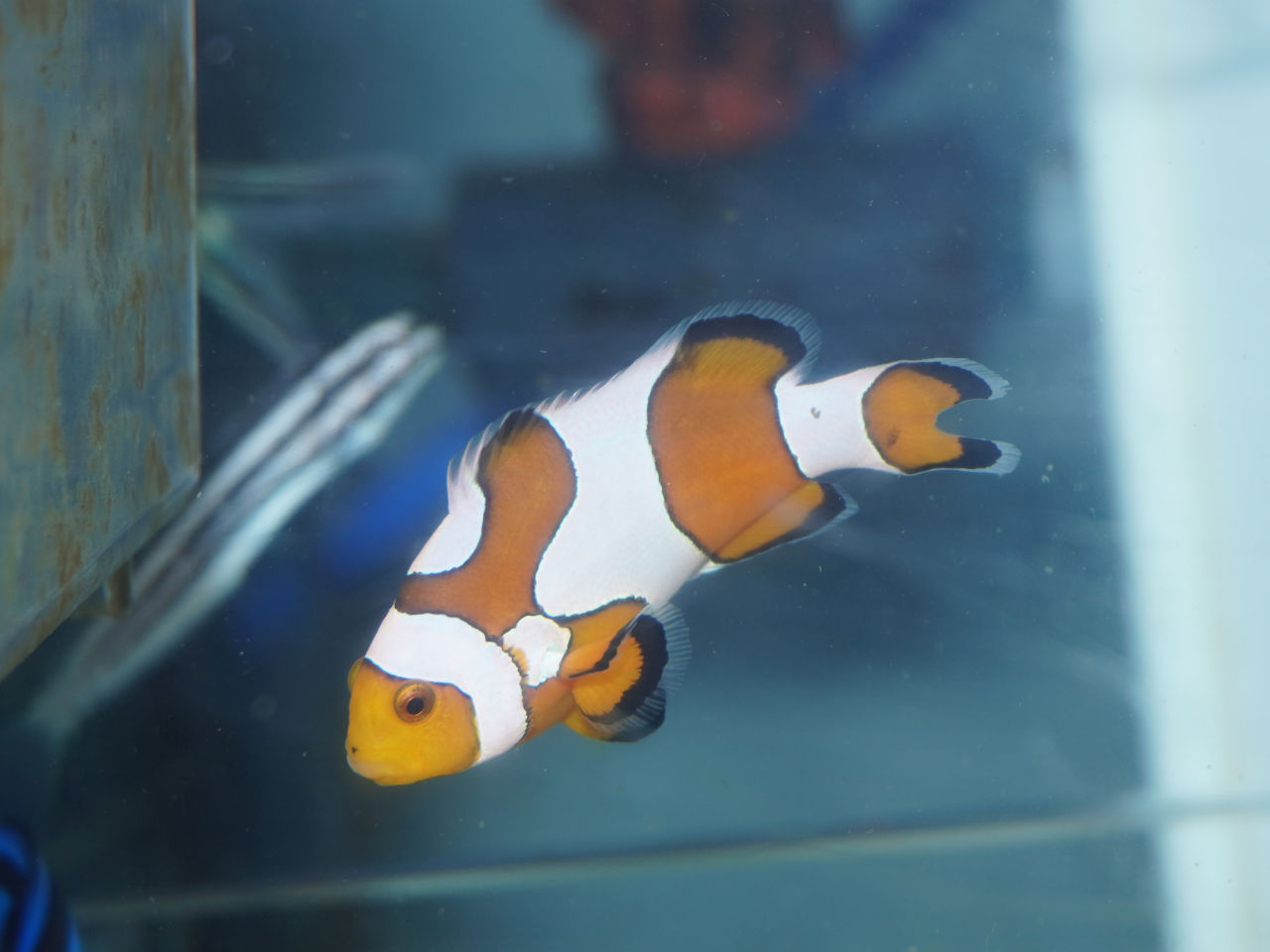 ウェブ通販｜アクアリウム工房 ブルーハーバー