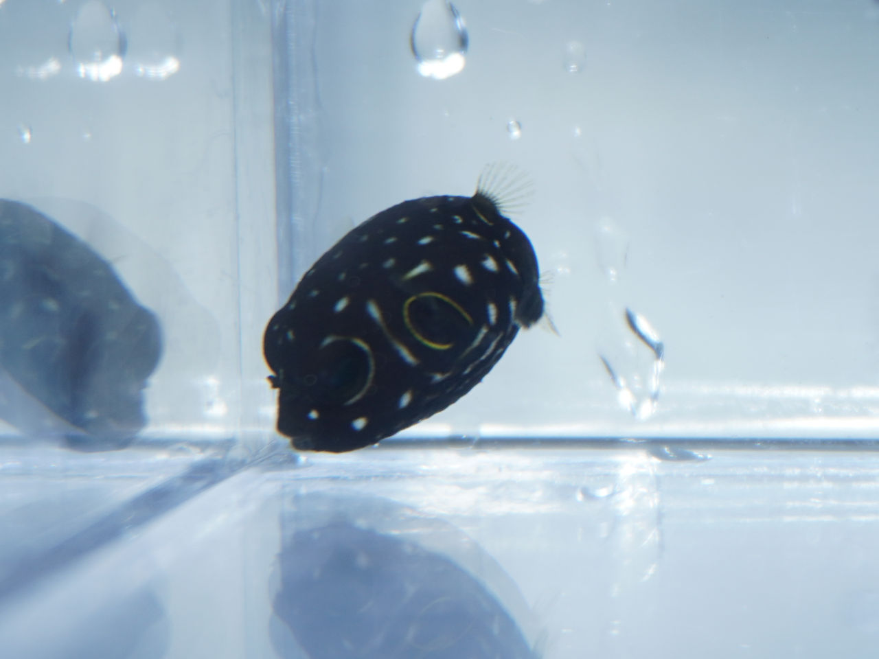 ウェブ通販｜アクアリウム工房 ブルーハーバー