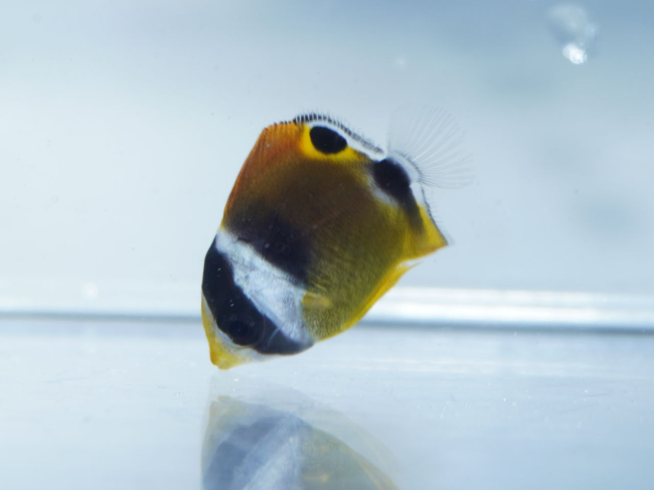 海水魚｜ウェブ通販｜アクアリウム工房 ブルーハーバー