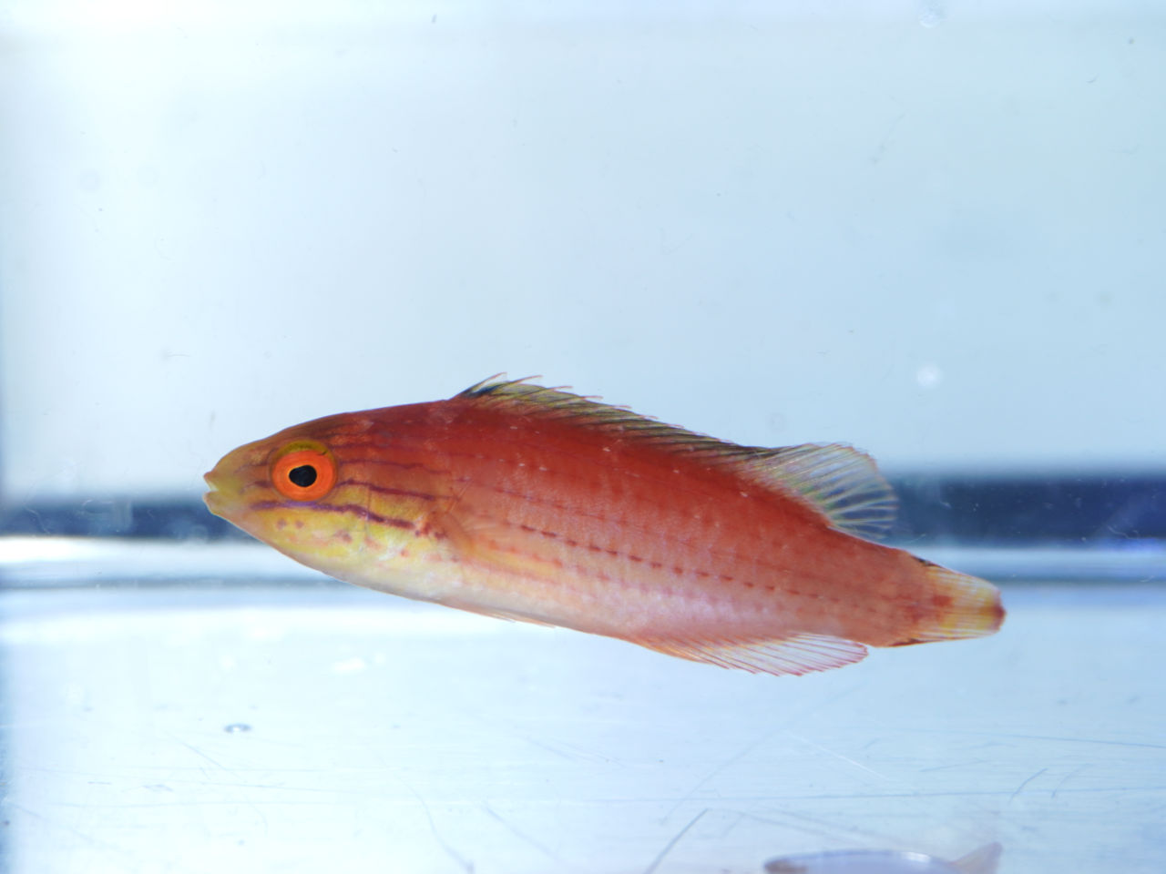 海水魚｜ウェブ通販｜アクアリウム工房 ブルーハーバー