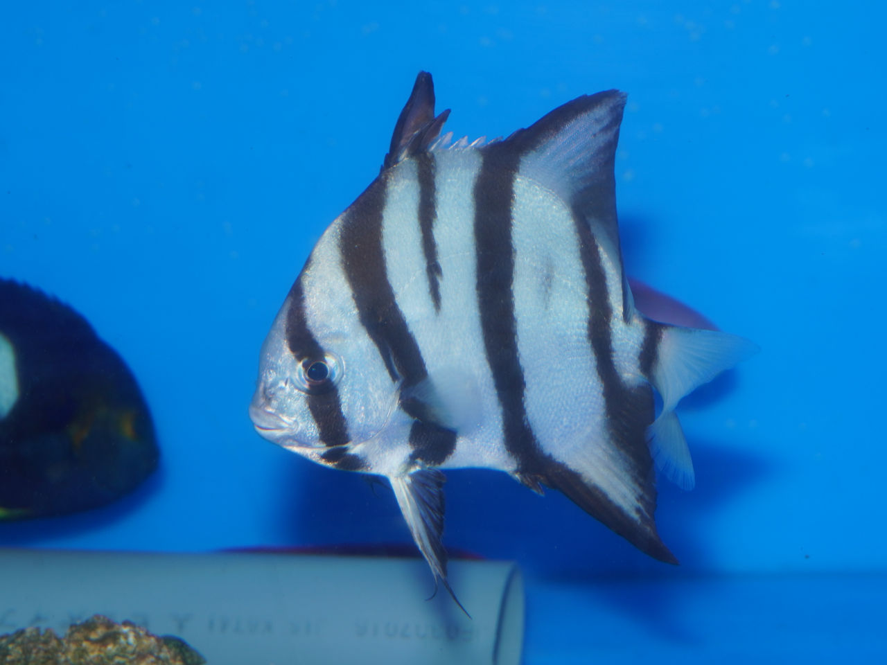 海水魚｜ウェブ通販｜アクアリウム工房 ブルーハーバー