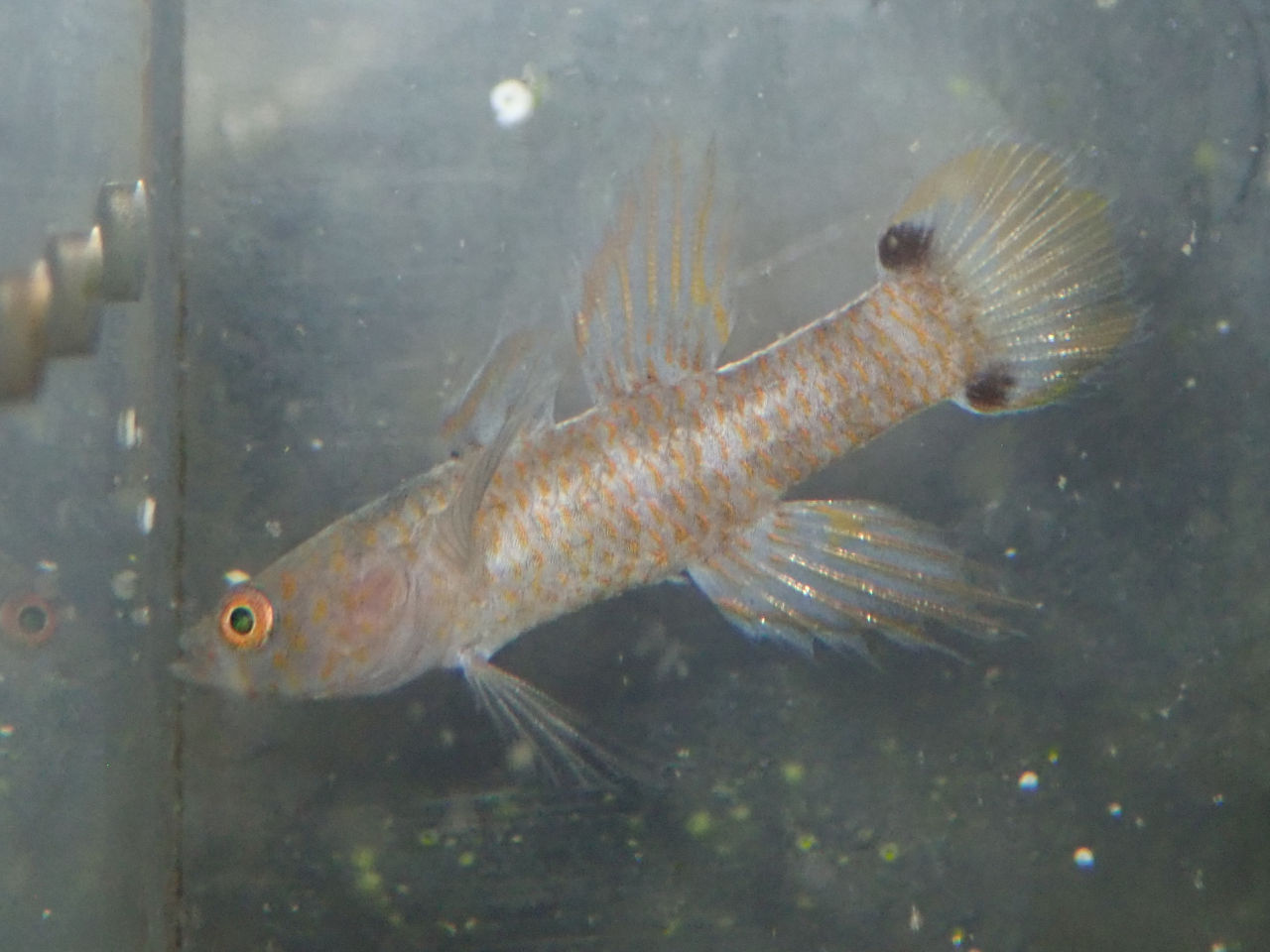 海水魚｜ウェブ通販｜アクアリウム工房 ブルーハーバー