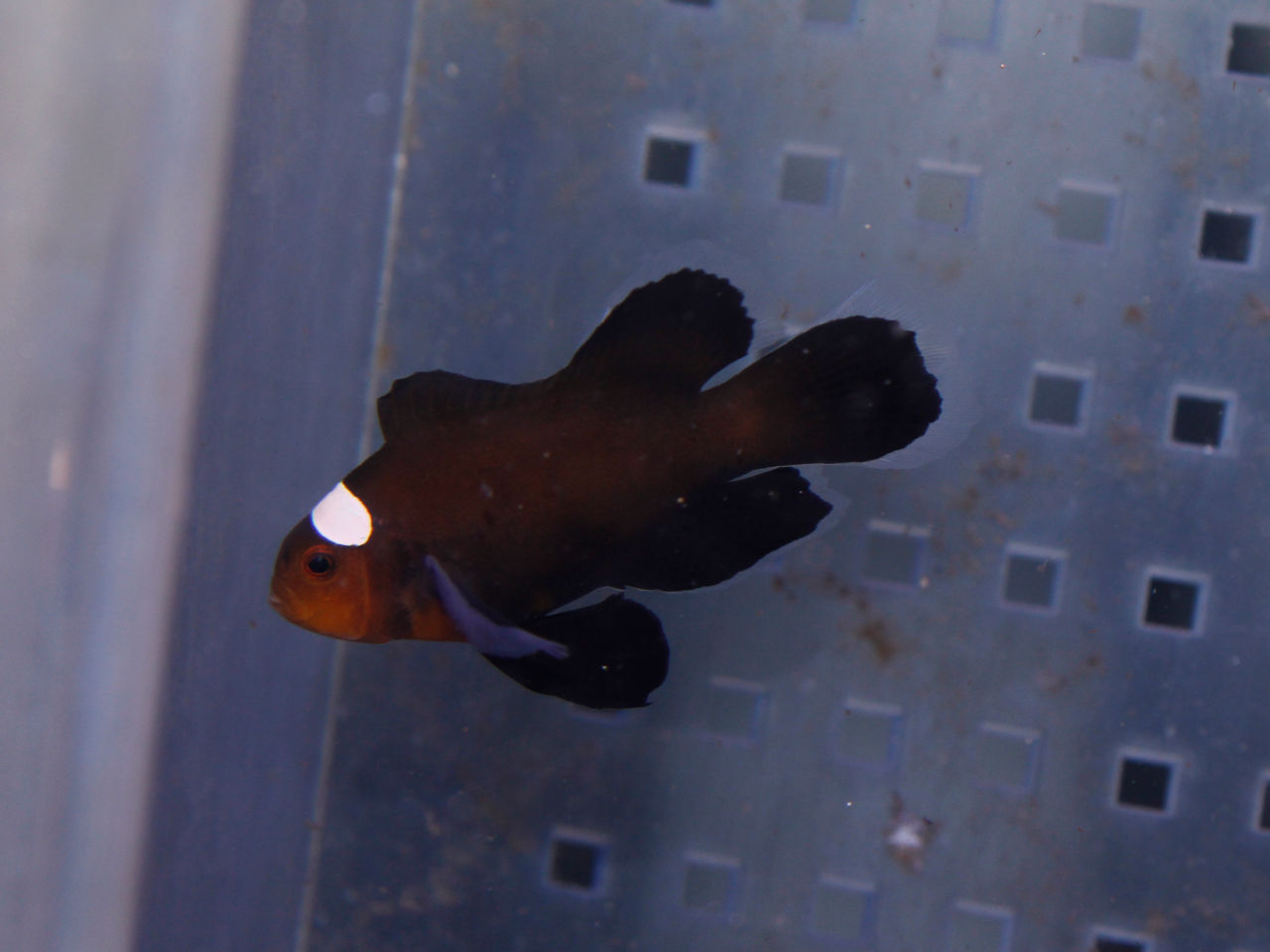 ロングフィンブラックオセラリス クマノミ