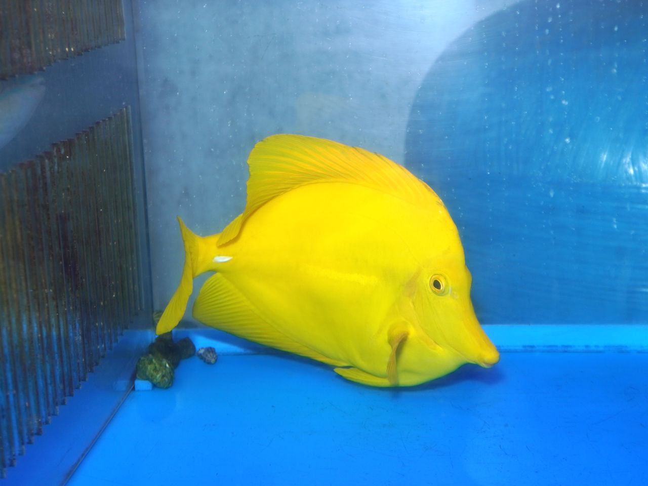 海水魚｜ウェブ通販｜アクアリウム工房 ブルーハーバー