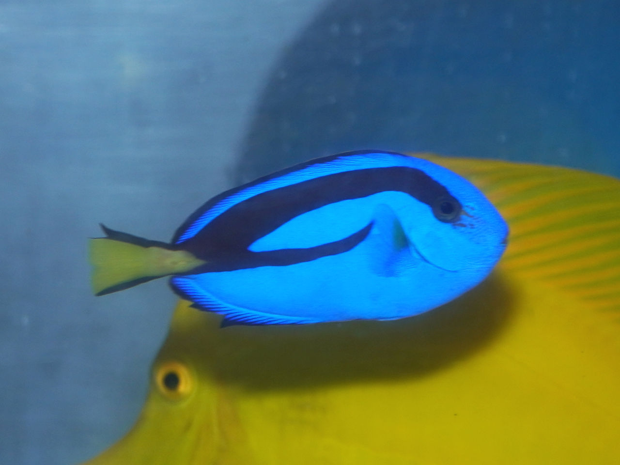 海水魚｜ウェブ通販｜アクアリウム工房 ブルーハーバー