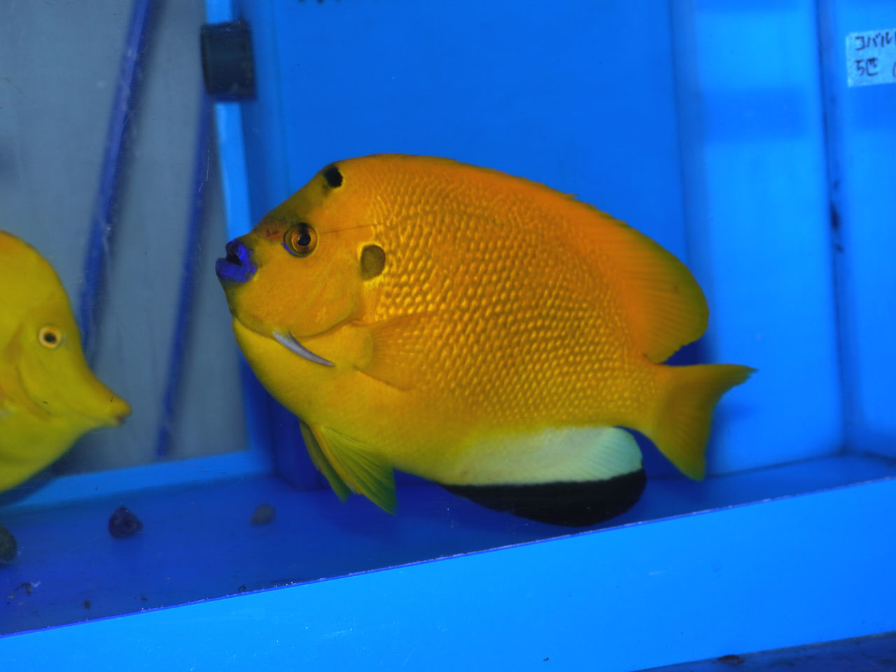 海水魚｜ウェブ通販｜アクアリウム工房 ブルーハーバー