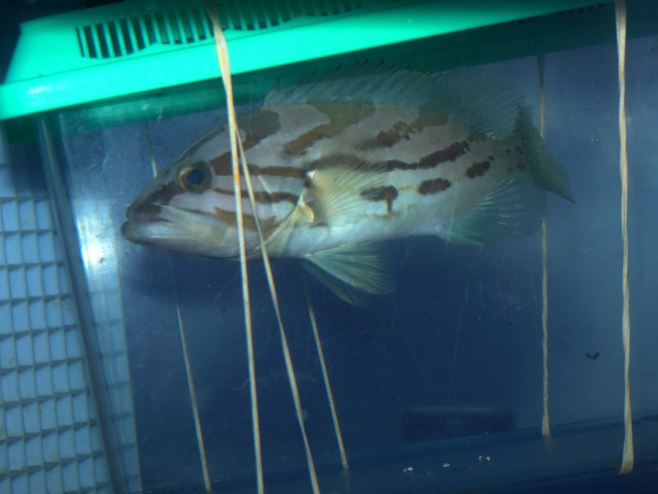 海水魚｜ウェブ通販｜アクアリウム工房 ブルーハーバー