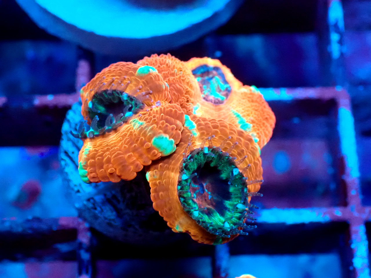 LPS｜ウェブ通販｜アクアリウム工房 ブルーハーバー