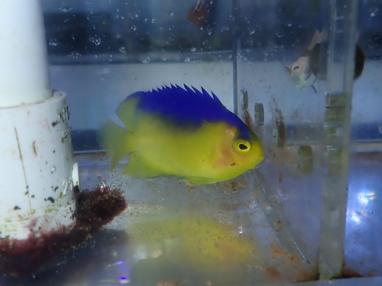 木製トロピカルフィッシュ、木製海水魚、海水魚木彫り、海水魚飾り 楽天市場】魚 木彫りの通販
