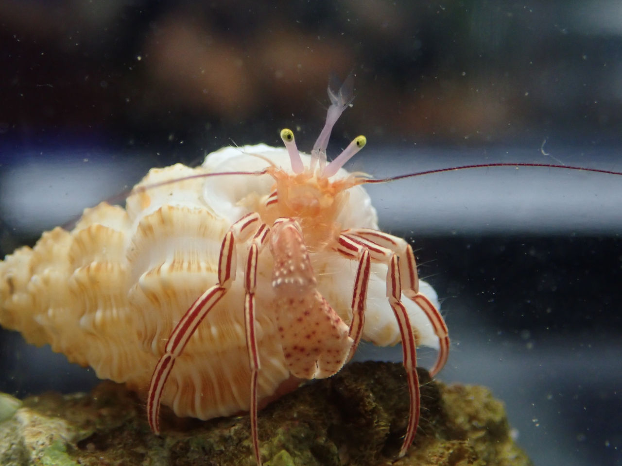 954円 蔵 海水魚 カニ コシオリエビｓｐ． ロングクロー １匹