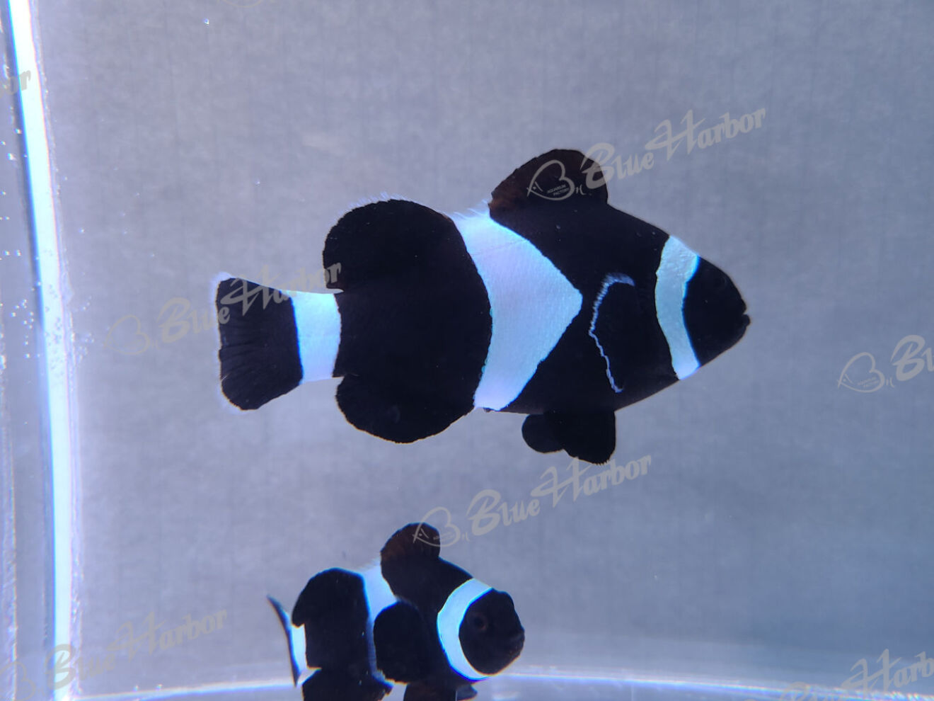 ブラックオセラリス ウェブ通販 アクアリウム工房 ブルーハーバー