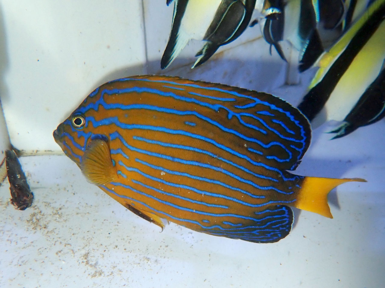 ヤッコ様　 ① ヤッコ（中型・小型）通販 - 海水魚・珊瑚通販 SEA STORY（シー