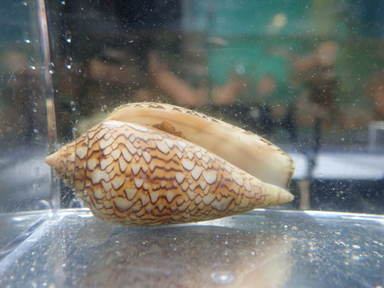 注意 タガヤサンミナシ ウェブ通販 アクアリウム工房 ブルーハーバー