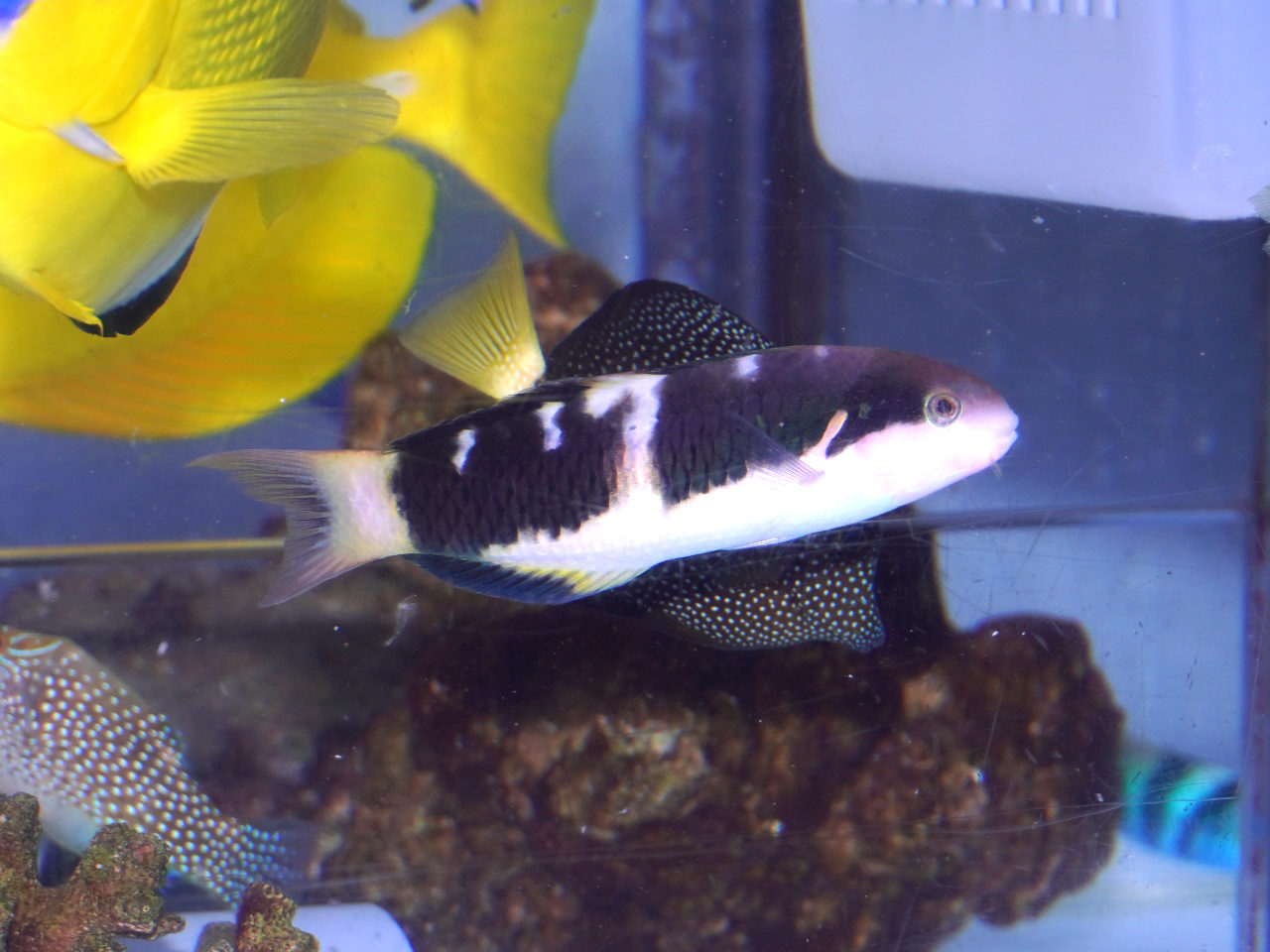海水魚｜ウェブ通販｜アクアリウム工房 ブルーハーバー
