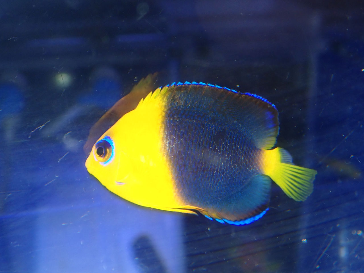 ヤッコ｜ウェブ通販｜アクアリウム工房 ブルーハーバー