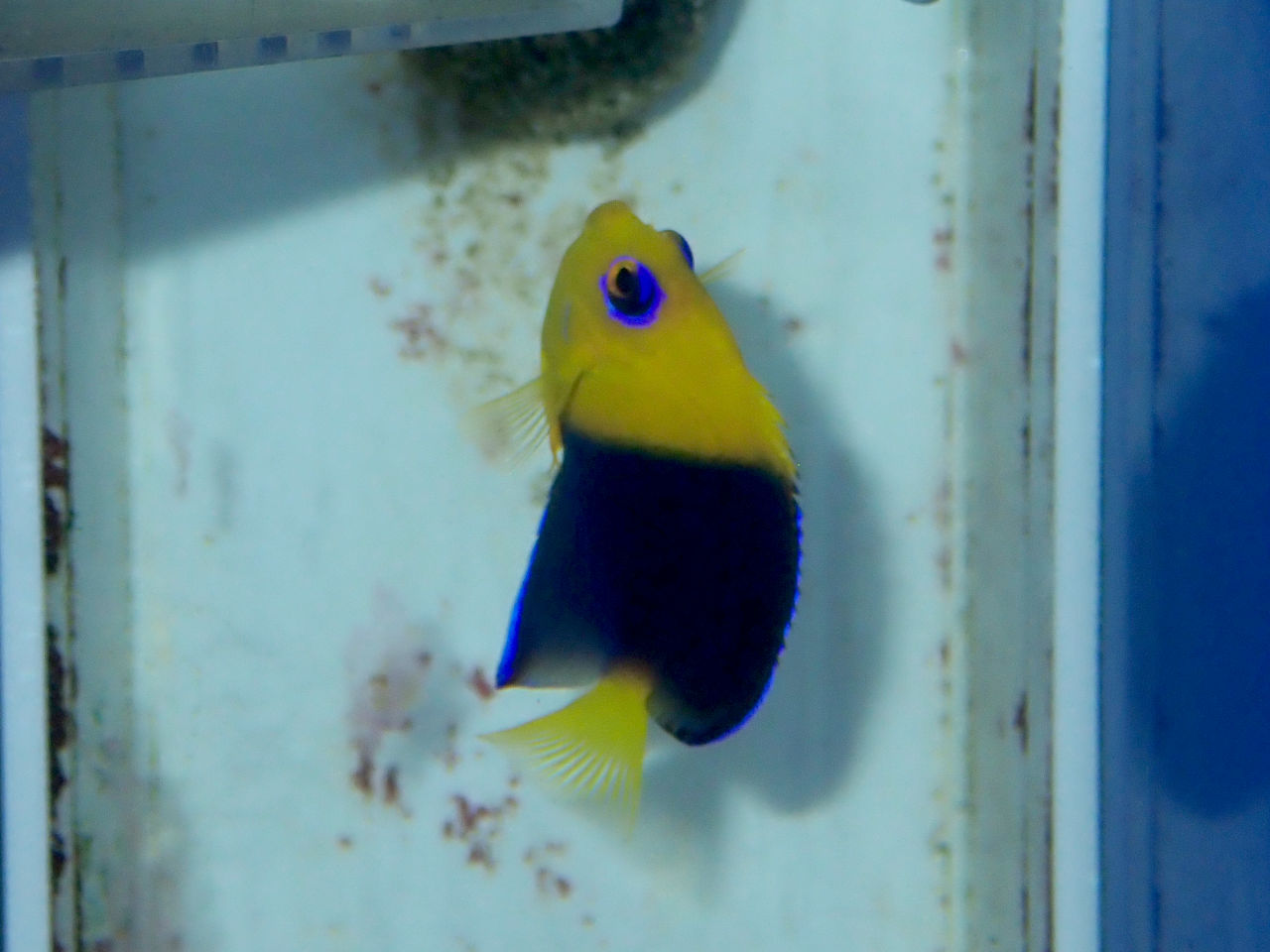 ヤッコ｜ウェブ通販｜アクアリウム工房 ブルーハーバー