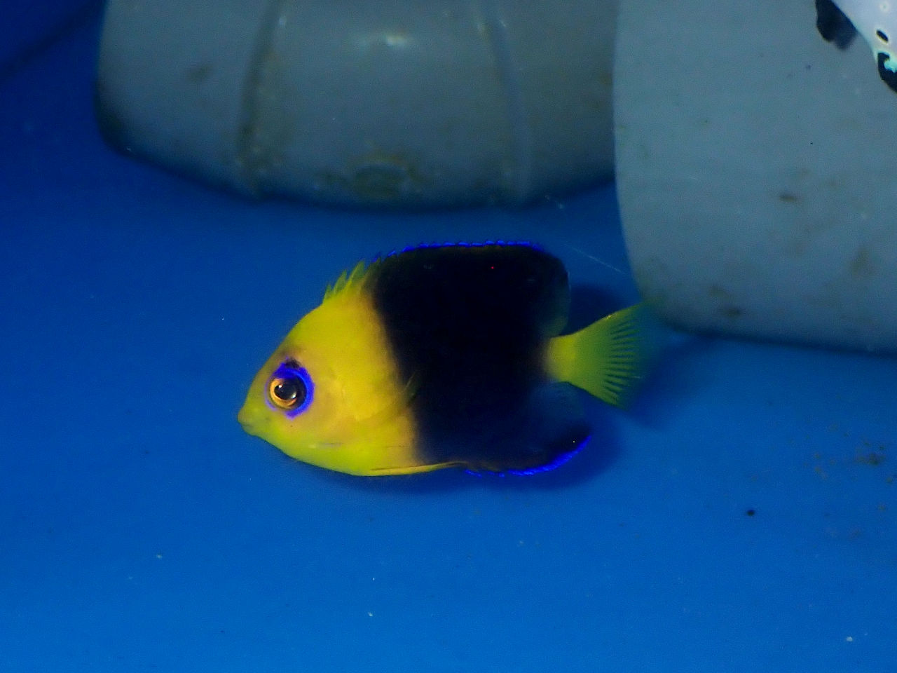 ヤッコ様　 ① ヤッコ｜ウェブ通販｜アクアリウム工房 ブルーハーバー