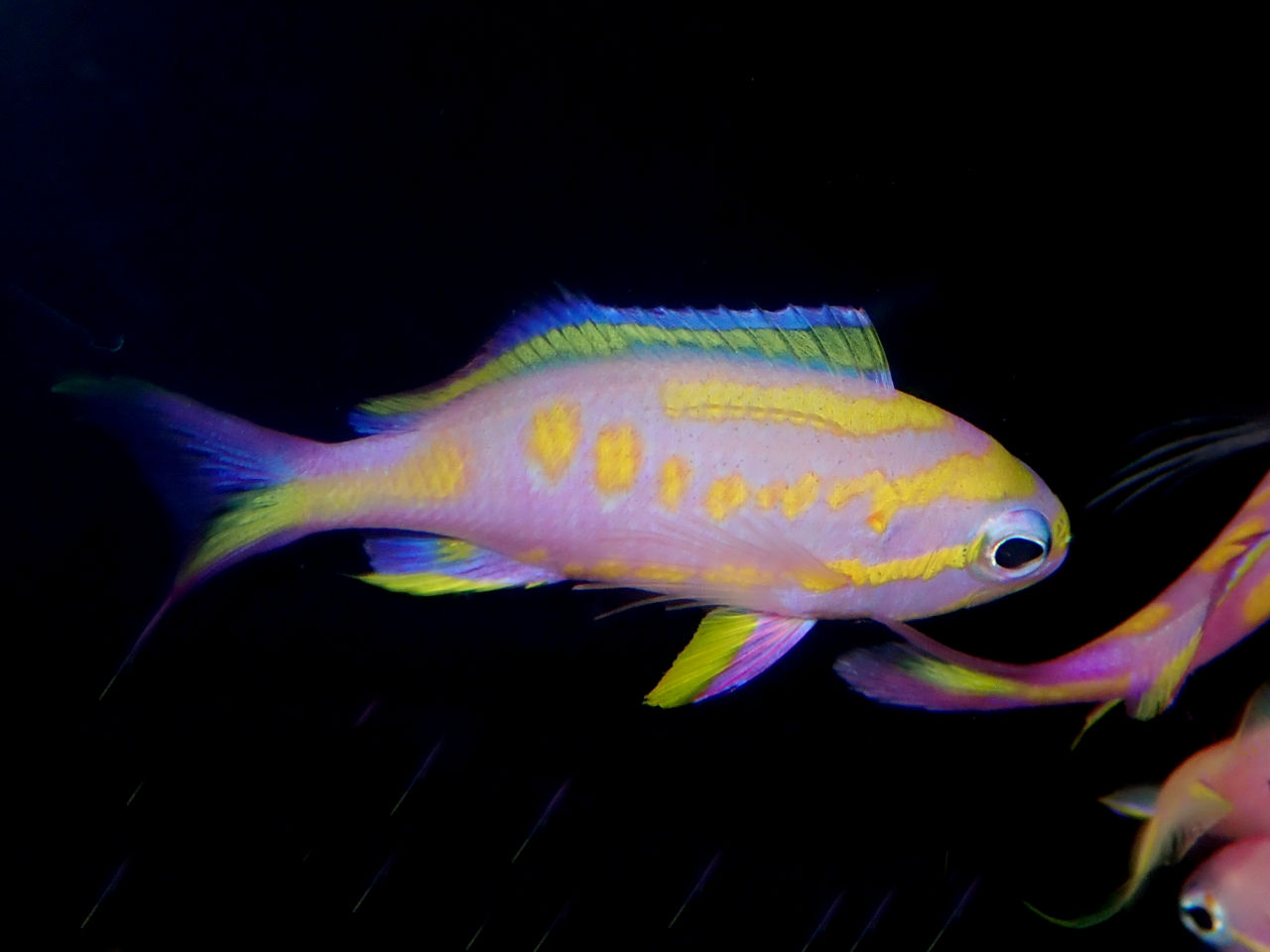 オス個体参考写真