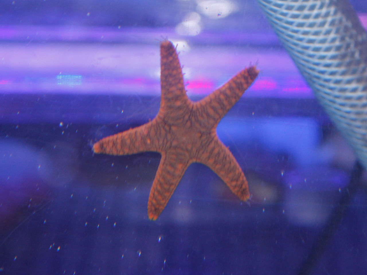 ウミウシ・その他｜ウェブ通販｜アクアリウム工房 ブルーハーバー