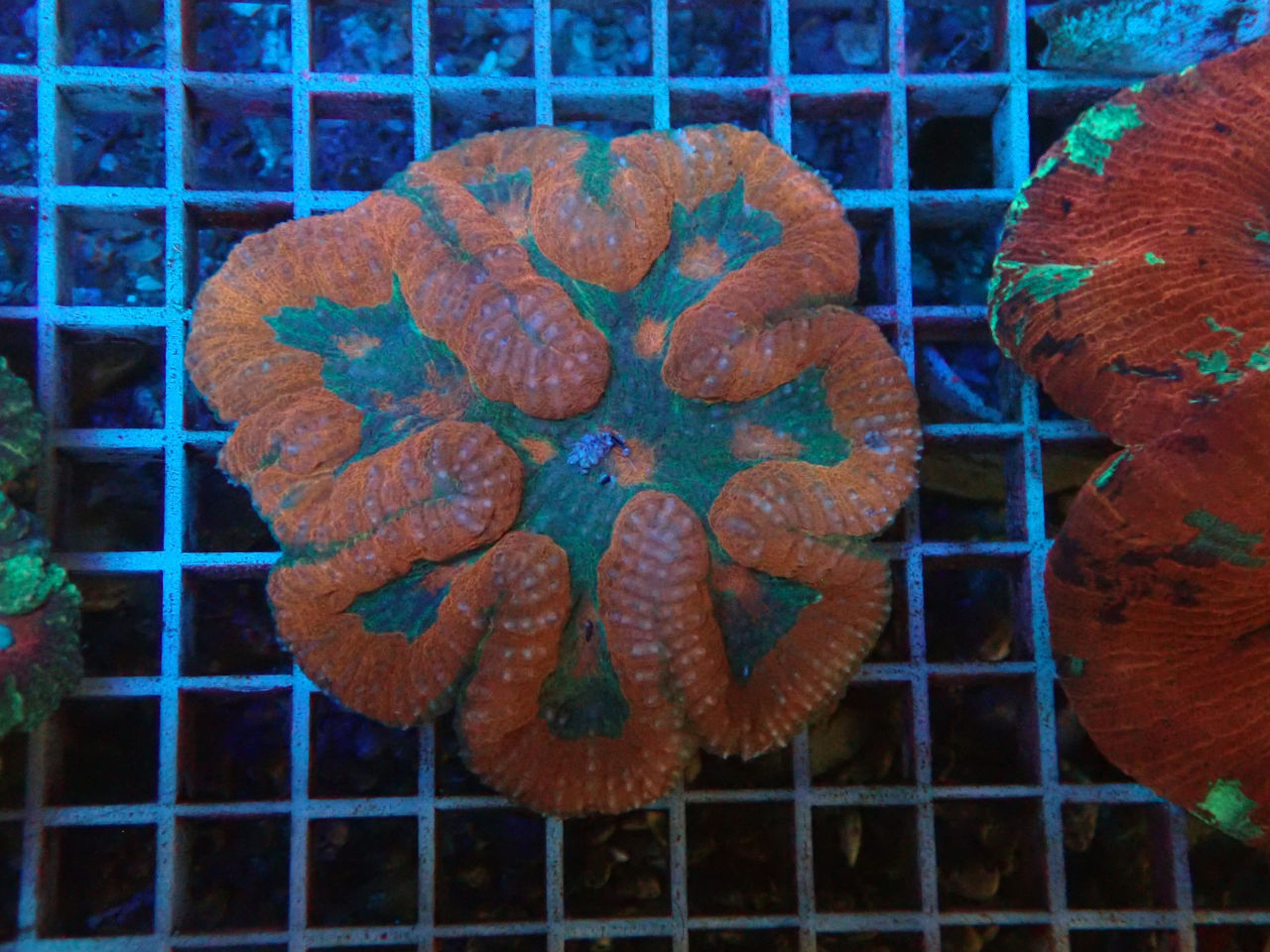 サンゴ・イソギン｜ウェブ通販｜アクアリウム工房 ブルーハーバー