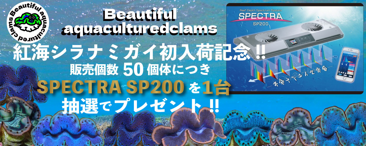 みんなで紅海シラナミを買ってSPECTRA SP200を当てちゃおう！