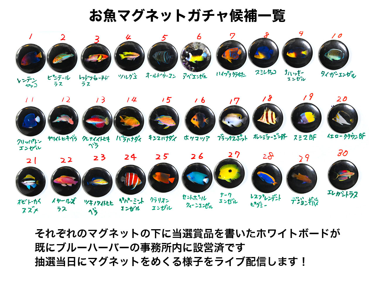 スタジオブルーハーバー完成記念セール